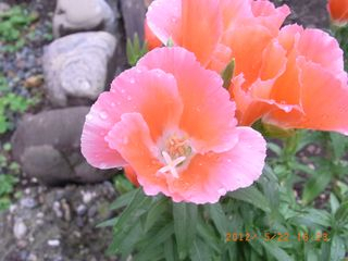 ここでも道草 ５月下旬の花々８ ゴデチア イロマツヨイグサ タラノキ ホトケノザ テイカカズラ