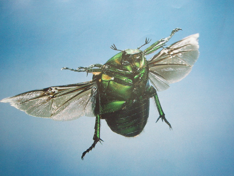 ここでも道草 カナブンの飛び方は特徴あり 昆虫の飛翔