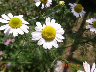 RIMG0079