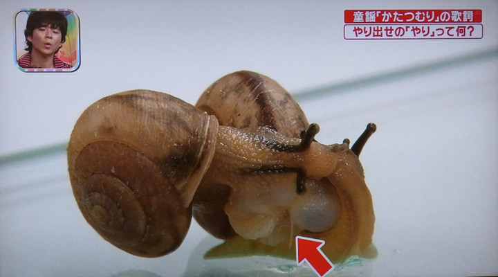 かたつむり ここでも道草 : かたつむりの「やり」とは？