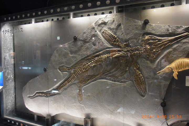 ここでも道草 : 3回目の下見7／イクチオサウルス アンモナイト