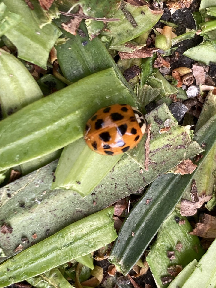 ここでも道草 : 剪定中にてんとう虫の観察