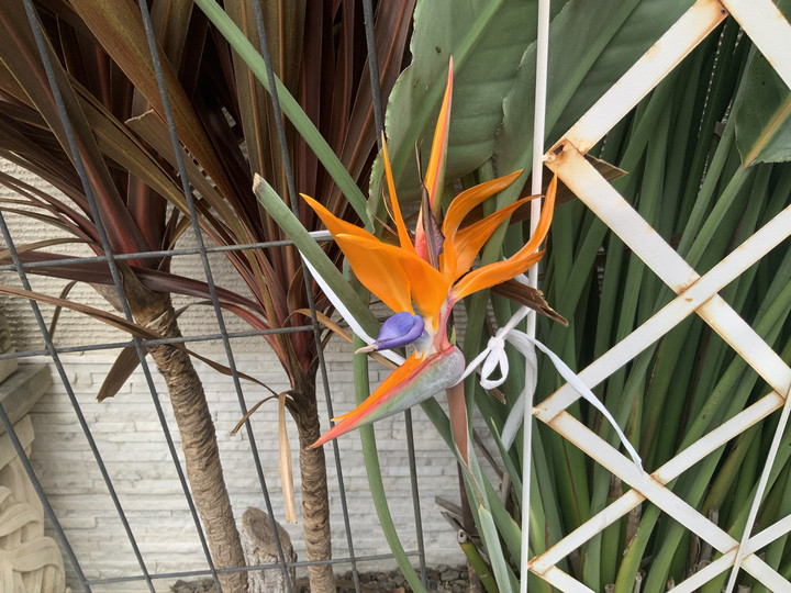 ここでも道草 : お宅の草花 ストレリチア（極楽鳥花）