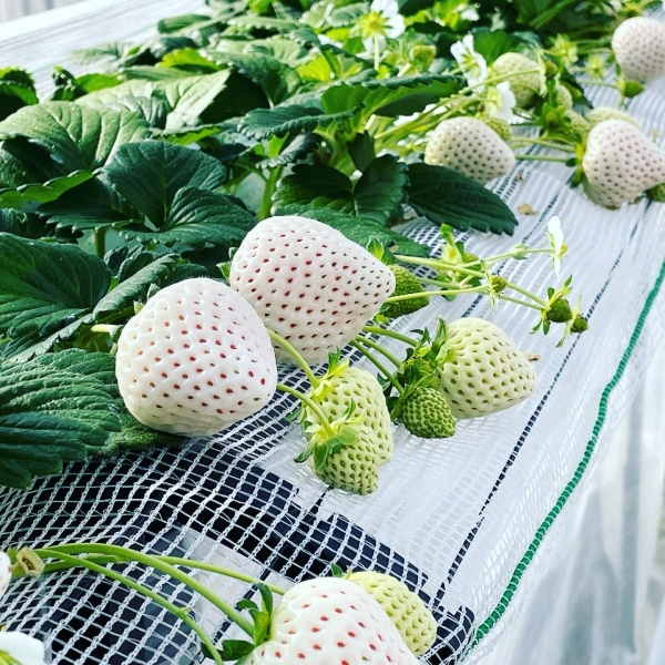 ここでも道草 : 初めて？食べた白いイチゴ「天使のいちご」