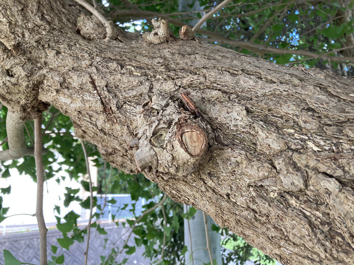 ミノムシ★オーダー 帝騎マグナパレス ザ・ナイト・オブ・ゴールド 1/100 our treasure