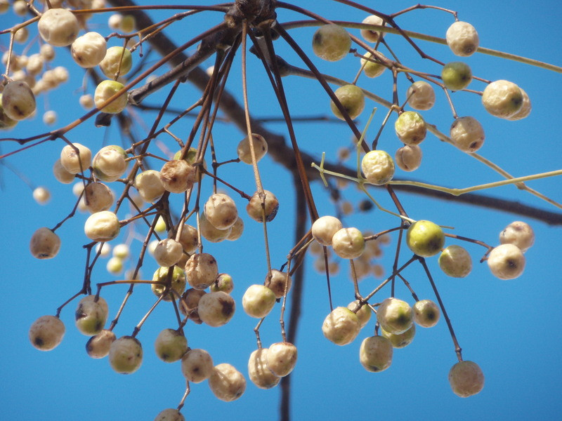 Pb300082_2 Pb300082_2