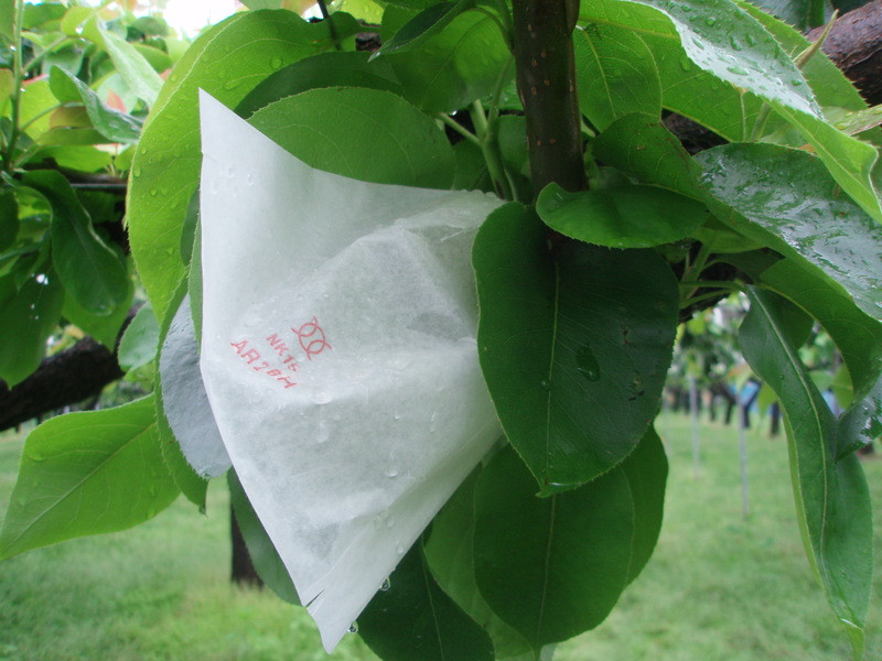 P6060004_2 P6060004_2