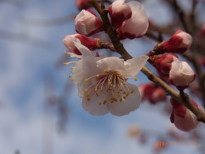 Rimg0932