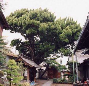 Sonkoujikaidukaibuki