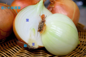 Onion1144620_1280