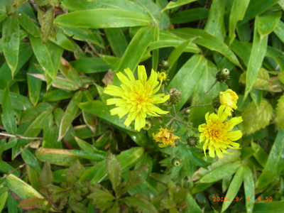 Rimg2138_2