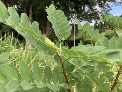 Img_3090_2 Img_3090_2