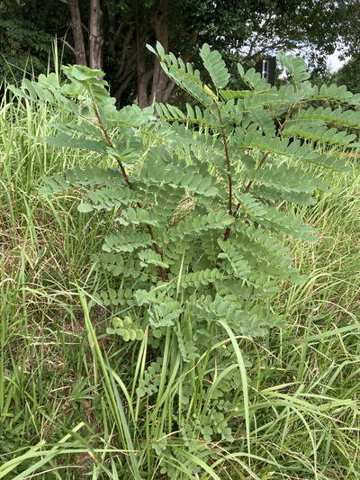 Img_3091_2 Img_3091_2