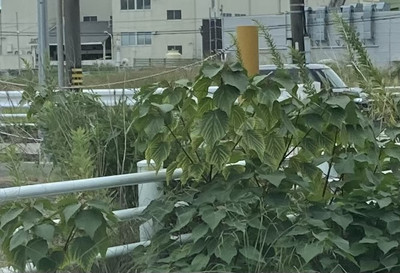 Img_3394_2 Img_3394_2