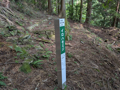 Img_3494_2 Img_3494_2