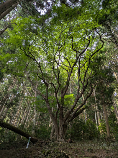 Img_3496_2 Img_3496_2