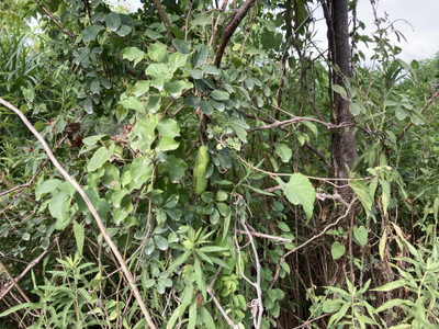 Img_7535 Img_7535