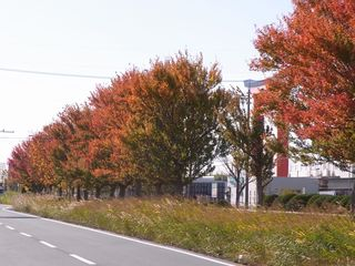 RIMG0031ポプラ並木の紅葉