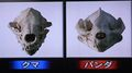 RIMG0002頭蓋骨の比較