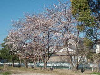 P4060002６日の桜