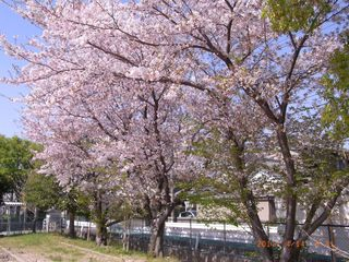 RIMG0018校庭の桜