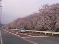 RIMG0636西門橋付近の桜