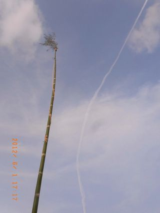 RIMG0191飛行機雲と竹