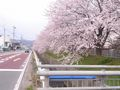 RIMG0638西門橋付近の桜２