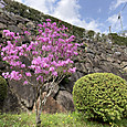 Img_0626