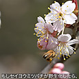 Img_1675