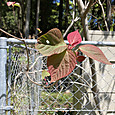 Img_0964