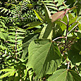 Img_1645