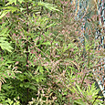 Img_1229_2