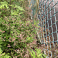 Img_1230