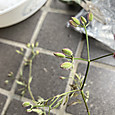 Img_1253