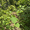 Img_2175