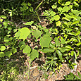 Img_2176