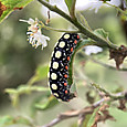 Img_1299