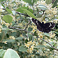 Img_1352