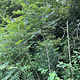 Img_2235