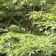 Img_1494