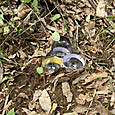 Img_1622