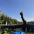 Img_5477
