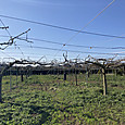 Img_5478