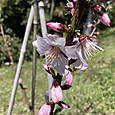 Img_5923