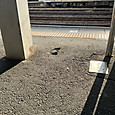 Img_7681