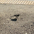 Img_7681_2