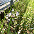 Img_6737