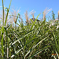Img_8701