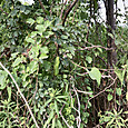 Img_7535